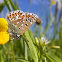 Common Blue female 2 